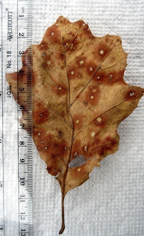 Tubakia image