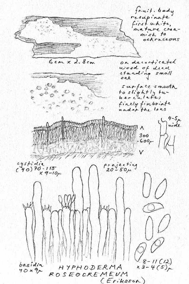 Hyphoderma roseocremeum image