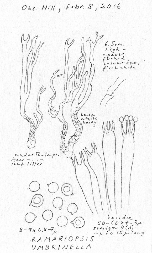 Clavulinopsis umbrinella image