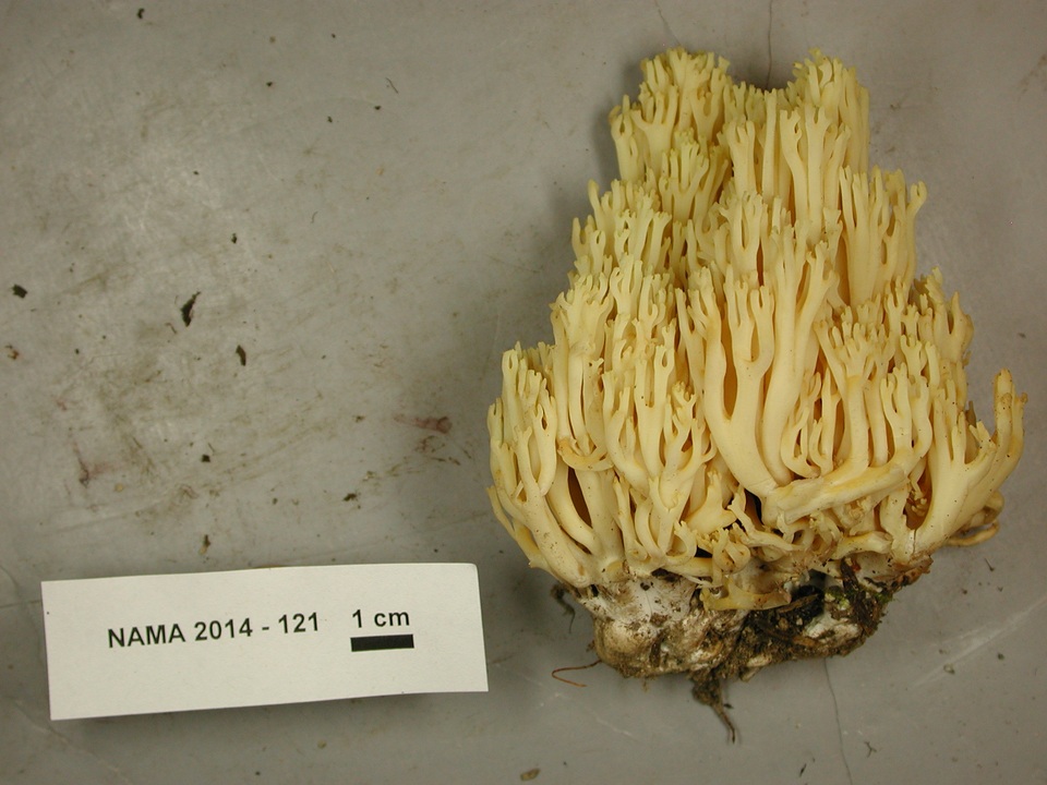 Ramaria cystidiophora var. citronella image