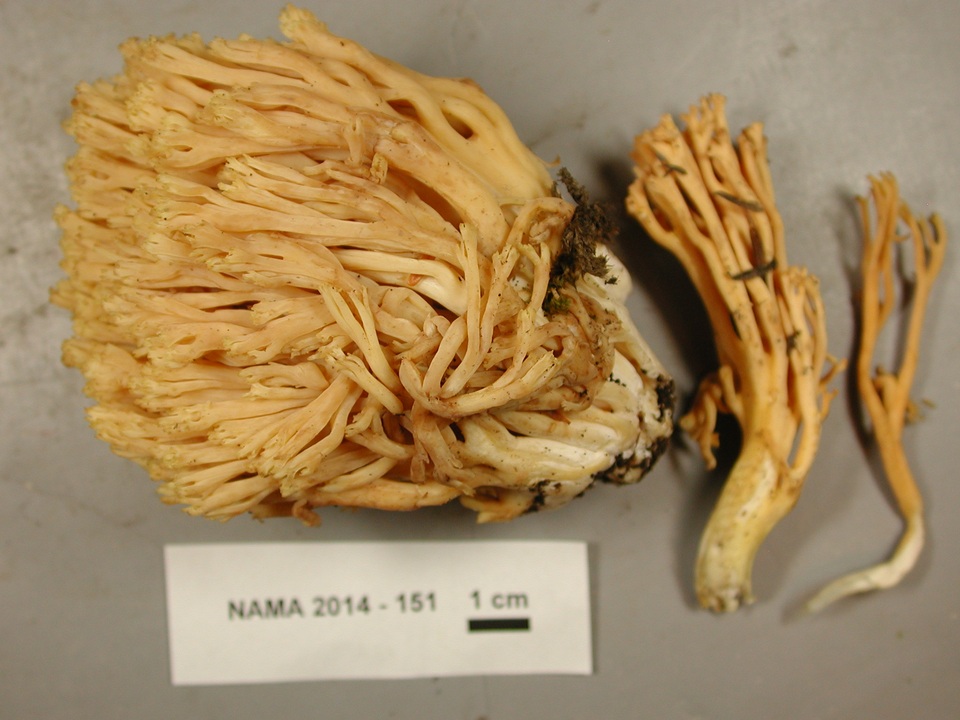 Ramaria cystidiophora var. cystidiophora image