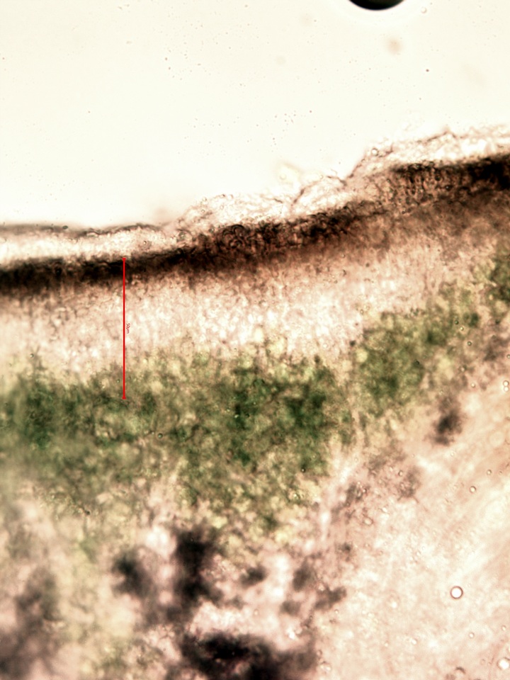 Aspicilia knudsenii image
