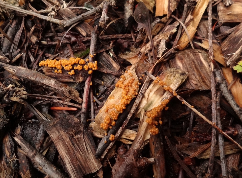Badhamia foliicola image