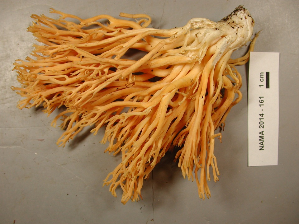 Ramaria leptoformosa image