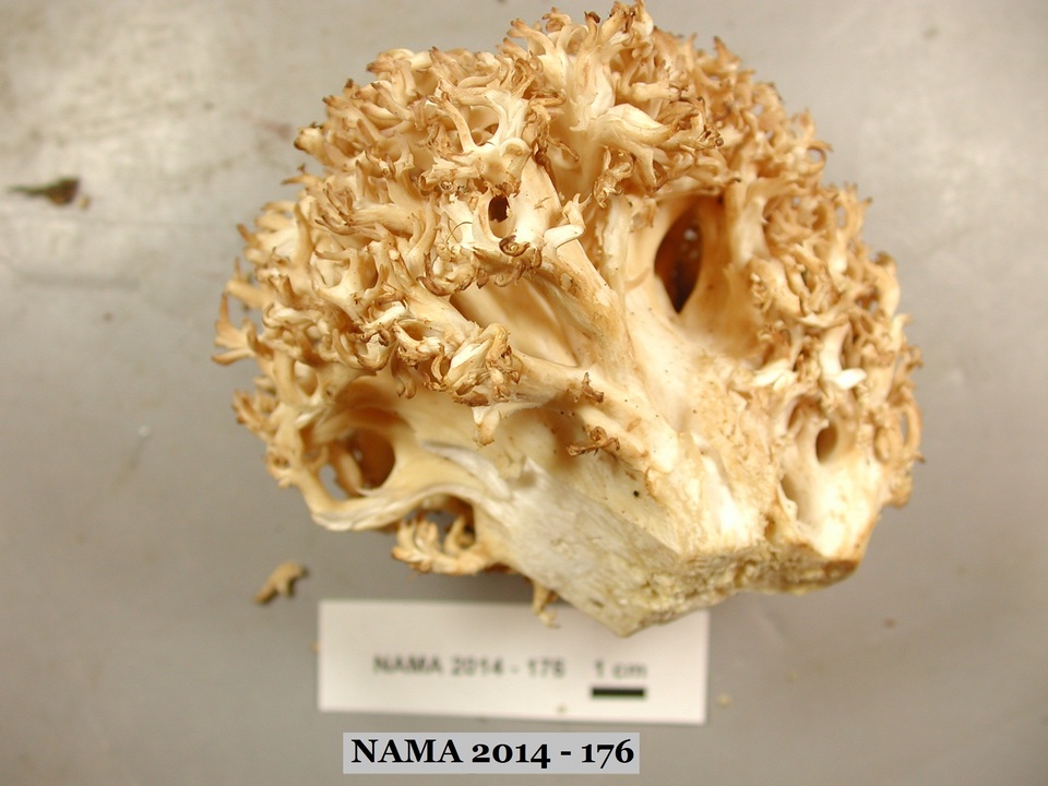 Ramaria subviolacea image