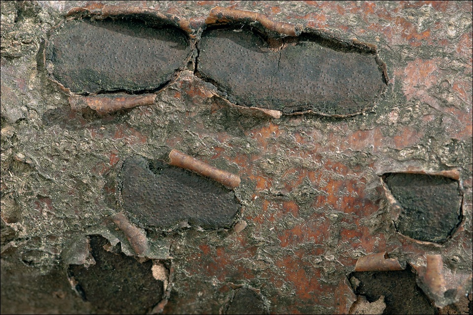 Biscogniauxia nummularia image
