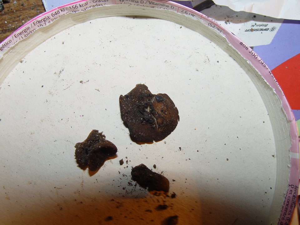Plicaria carbonaria image
