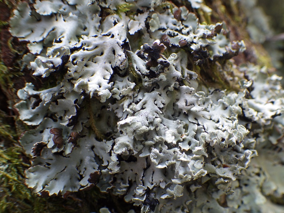 Lichenoconium erodens image
