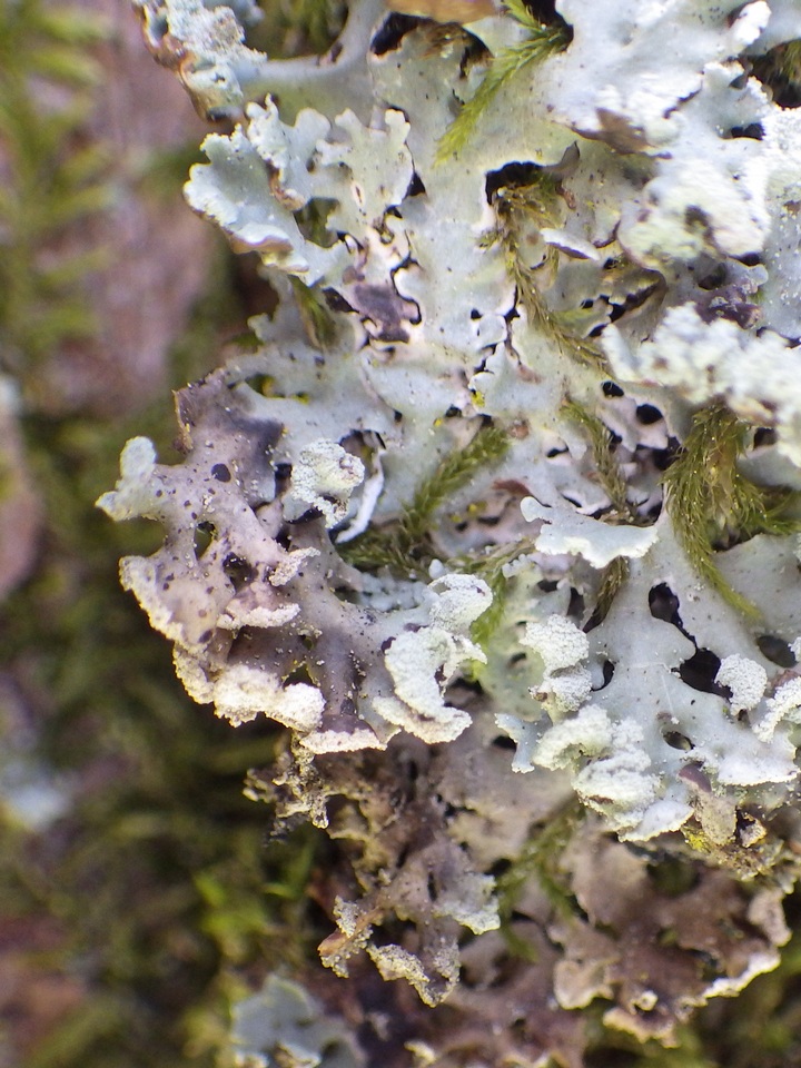 Lichenoconium erodens image