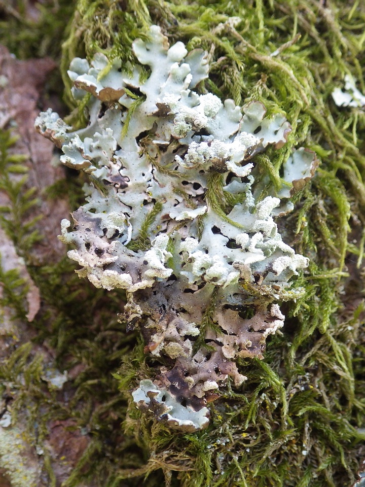Lichenoconium erodens image