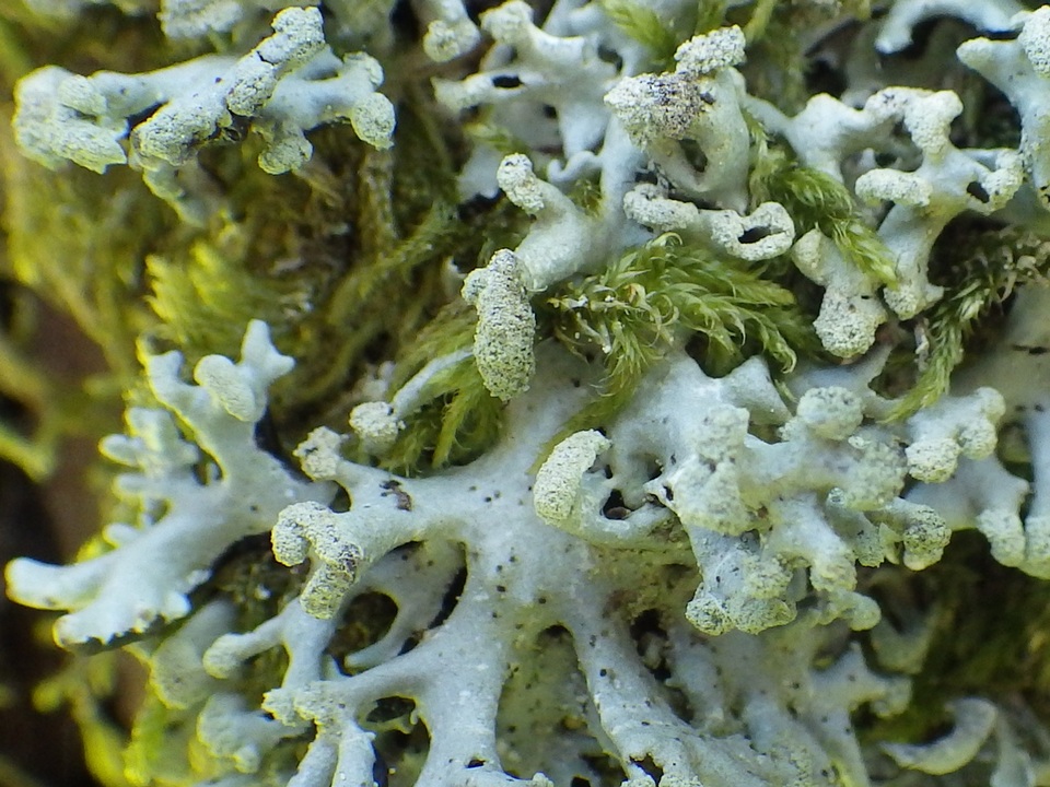 Lichenoconium erodens image