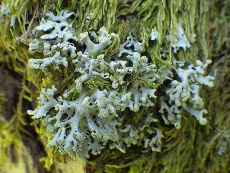 Lichenoconium image