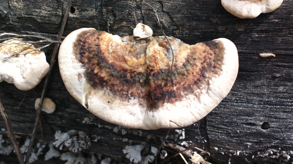 Trametes cingulata image