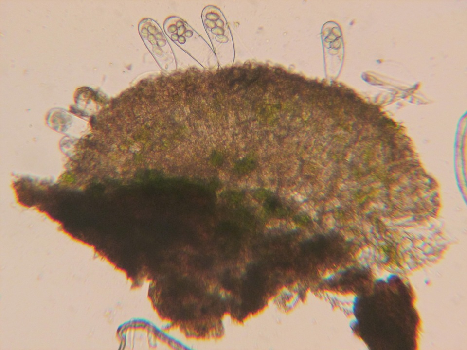 Coprotus vicinus image