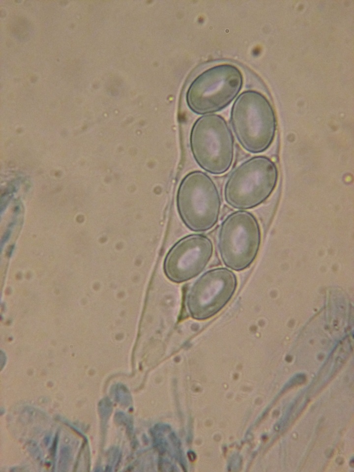 Coprotus vicinus image