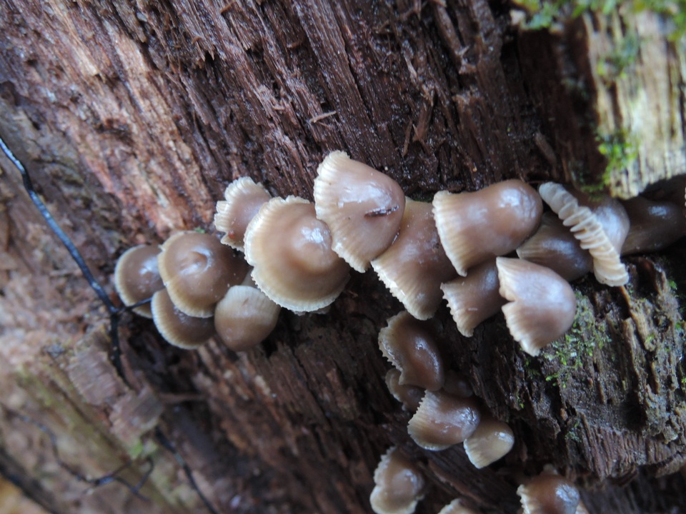 Mycena aprilis image