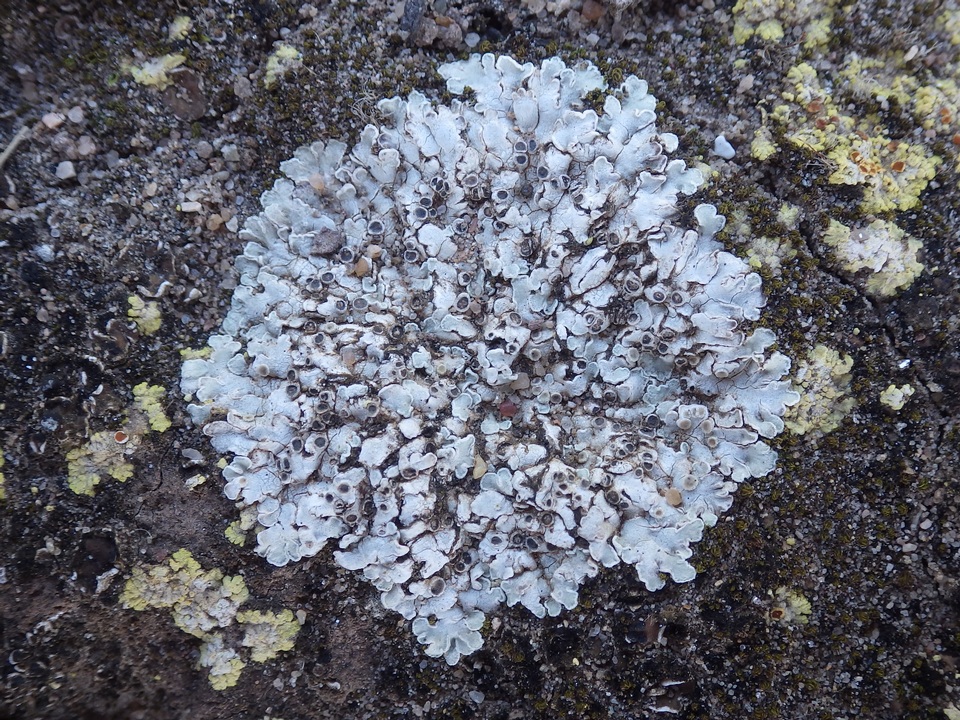 Squamarina lentigera image
