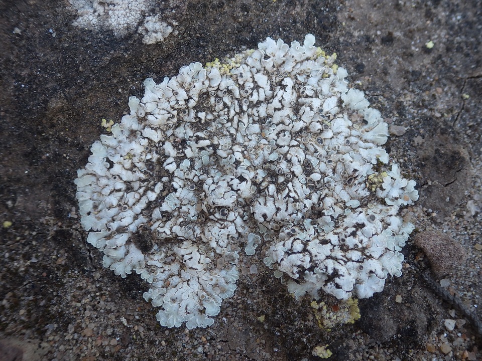 Squamarina lentigera image