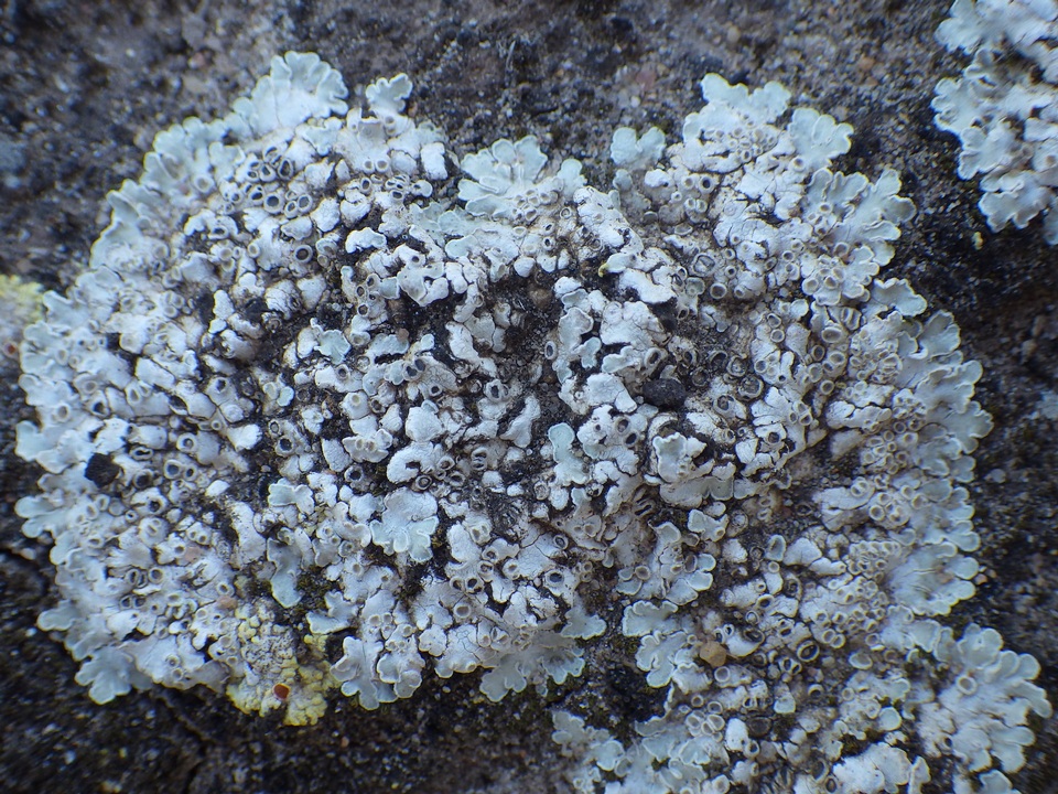Squamarina lentigera image