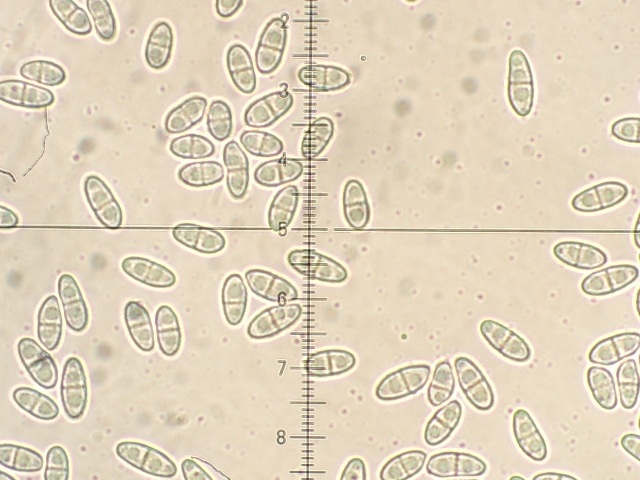 Mycocitrus image