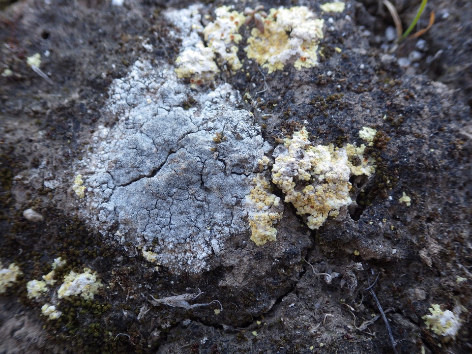 Caloplaca teicholyta image