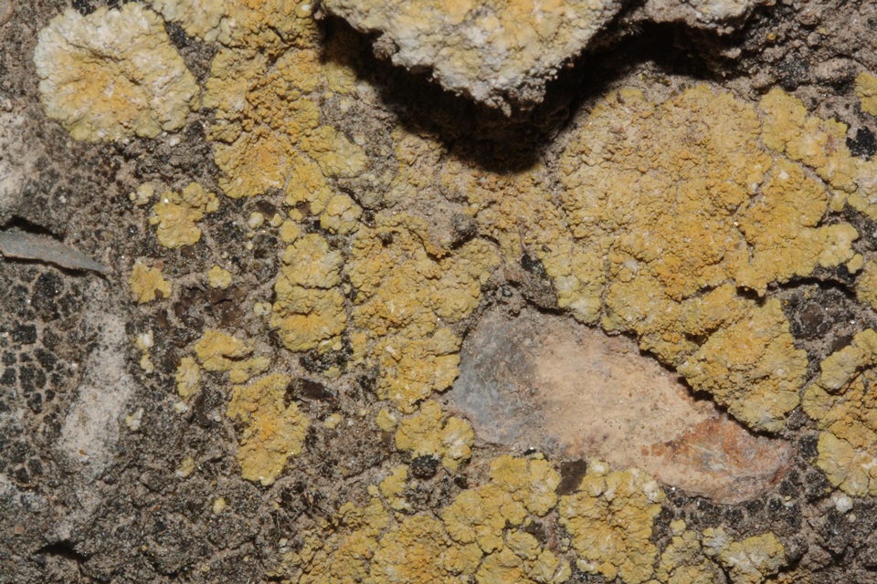 Fulgensia subbracteata image
