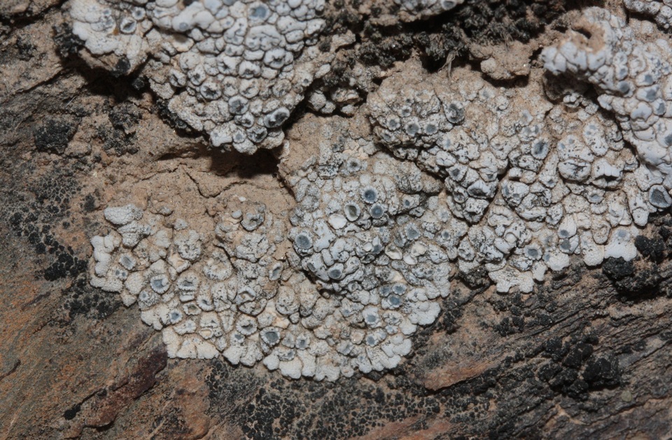 Aspicilia boykinii image