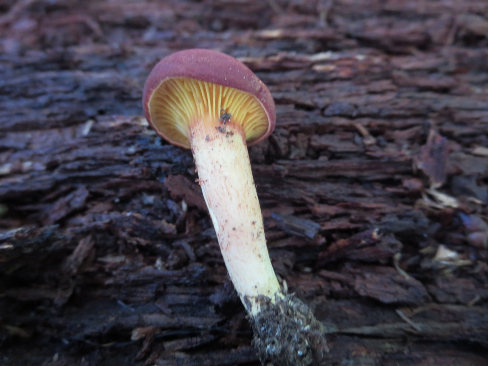 Phylloporus rhodoxanthus subsp. americanus image