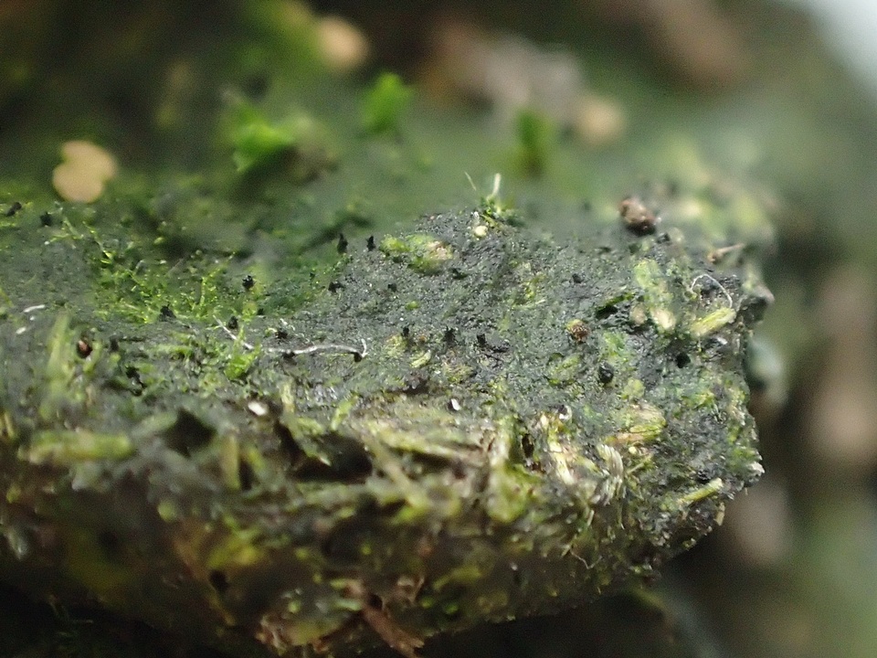 Sporormiella lageniformis image