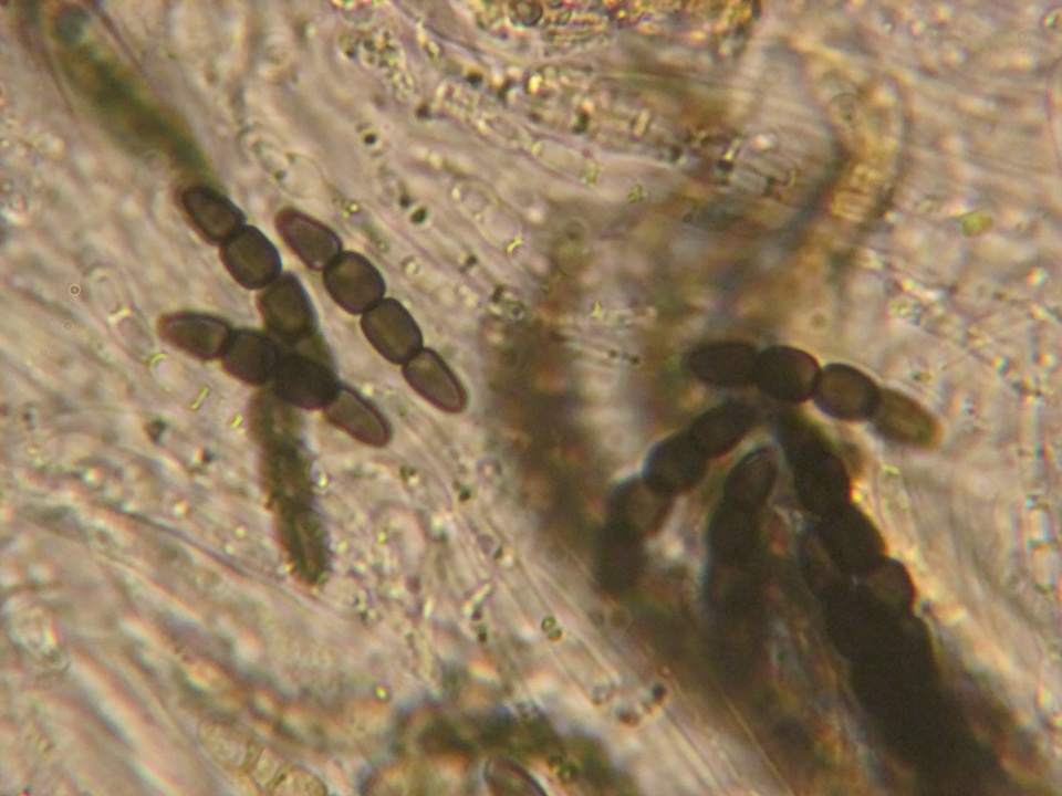 Sporormiella lageniformis image