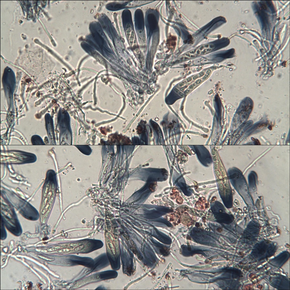 Gyalolechia fulgens image