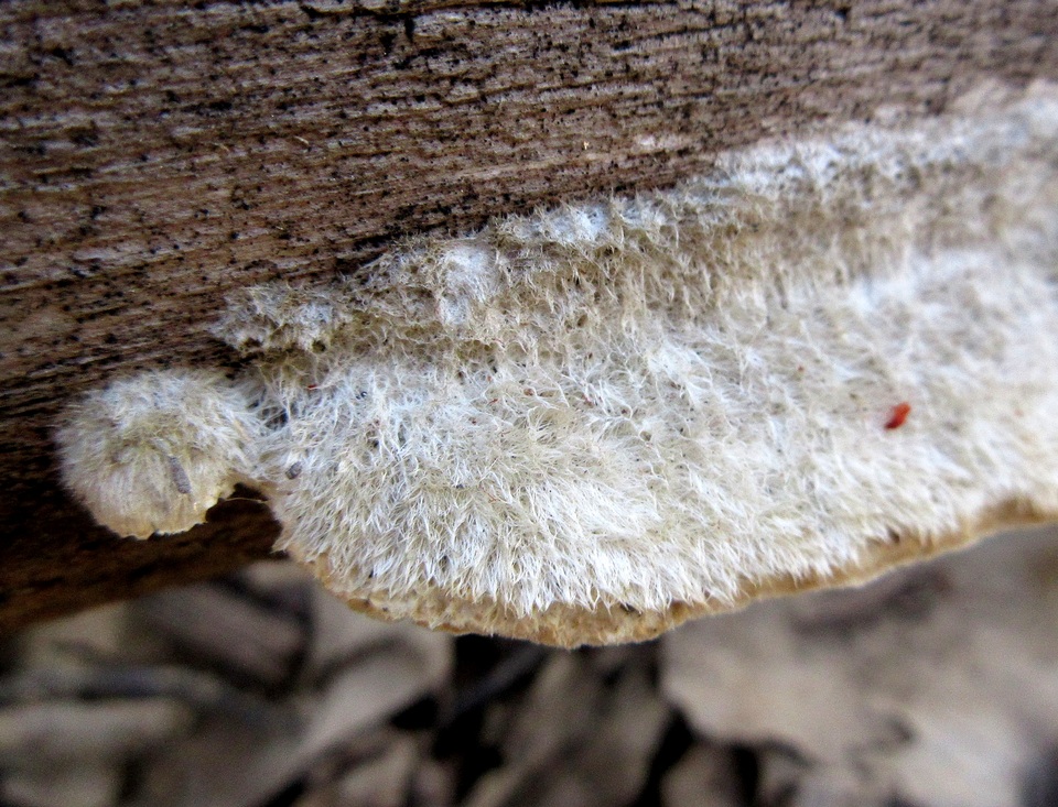 Trametes trogii image