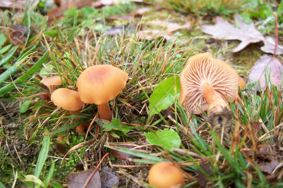 Laccaria bicolor var. bicolor image