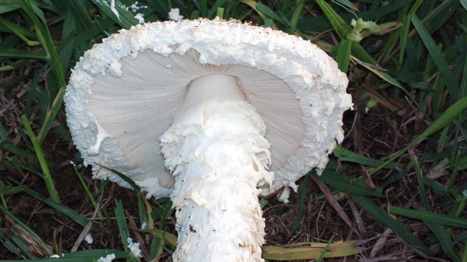 Amanita foetidissima image
