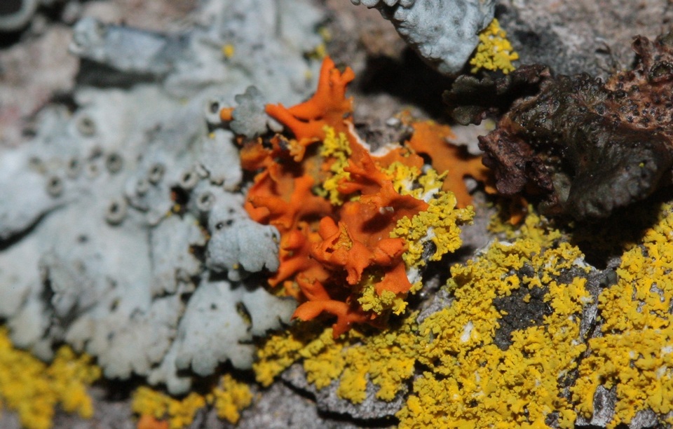 Xanthomendoza galericulata image