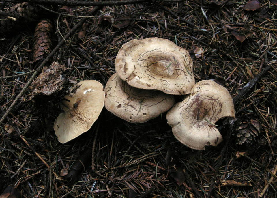 Pseudoclitocybaceae image