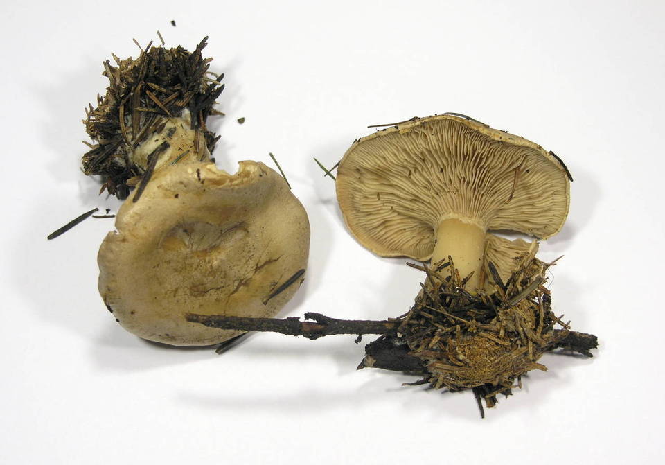 Clitopaxillus alexandri image