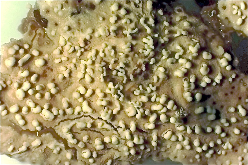 Protocrea image