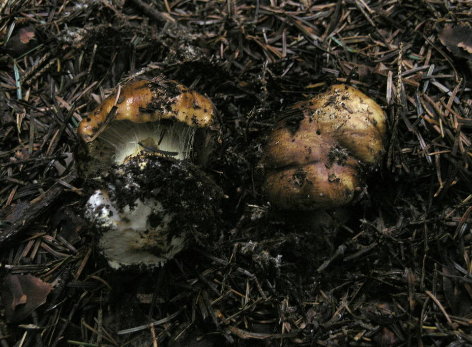 Cortinarius elegantior image