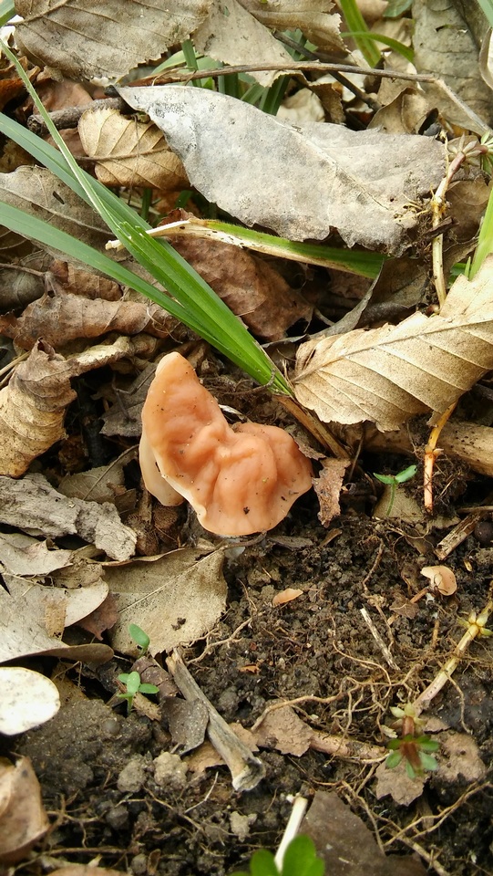 Gyromitra fastigiata image