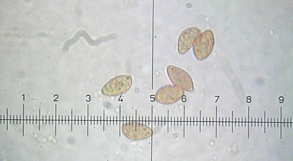 Cortinarius olidus image