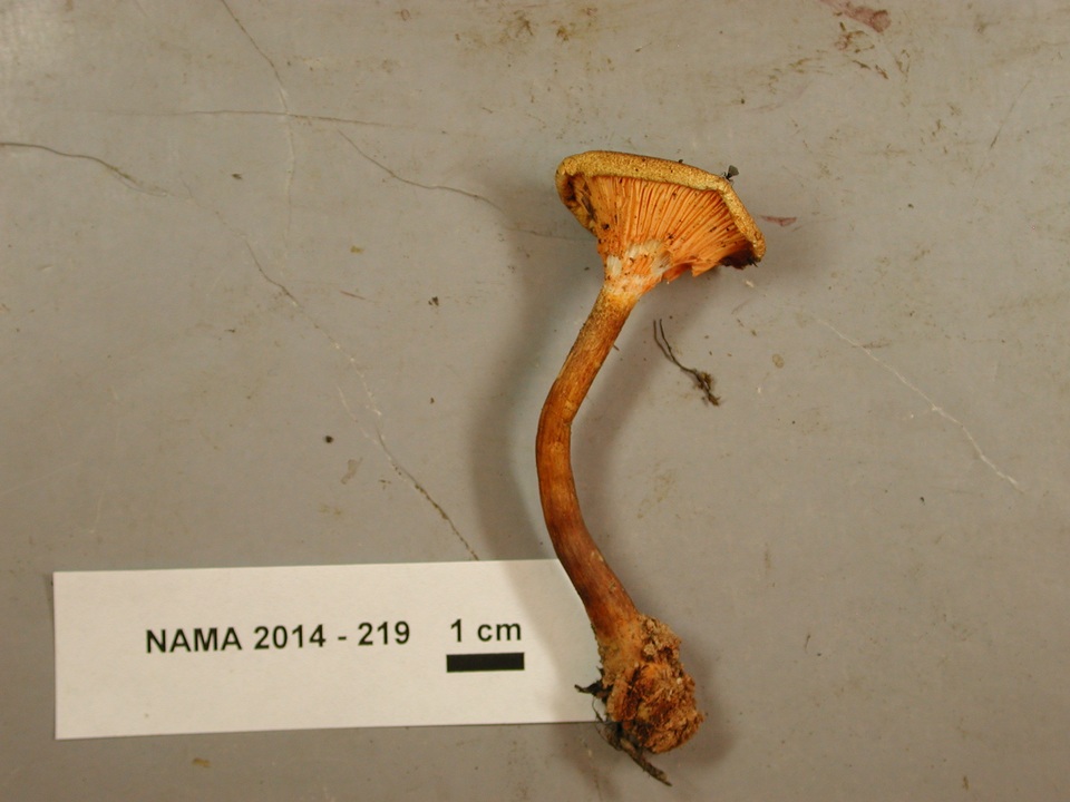 Hygrophoropsis rufa image