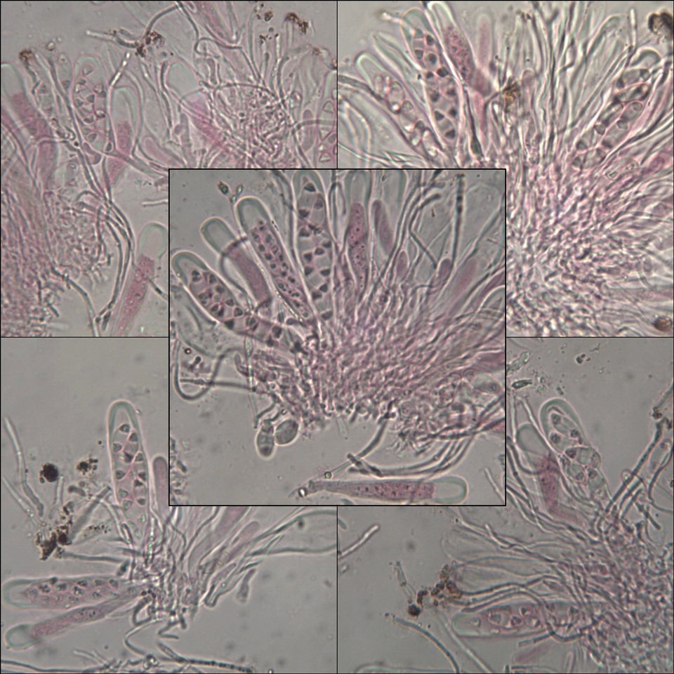 Caloplaca cerina image