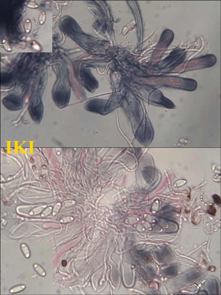 Caloplaca cerina image