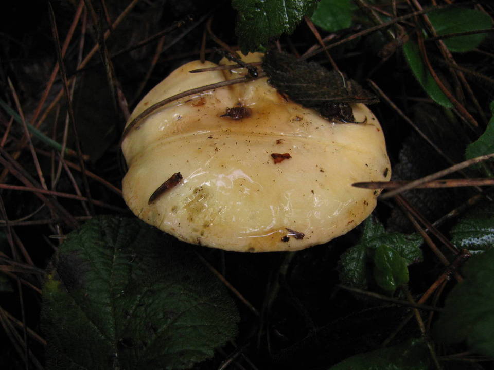 Cortinarius citrinifolius image