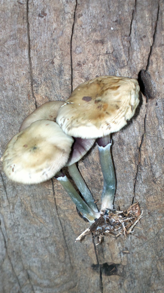 Psilocybe subaeruginascens image