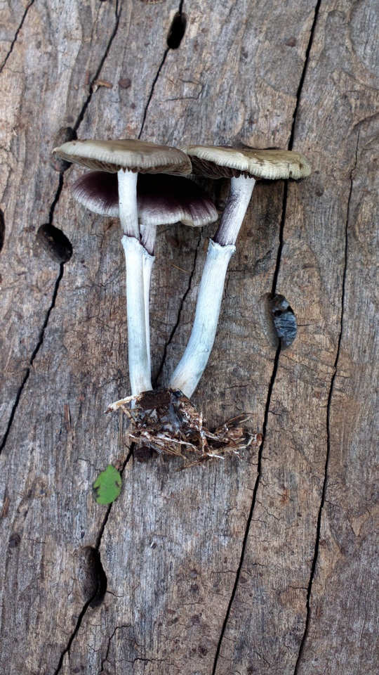 Psilocybe subaeruginascens image
