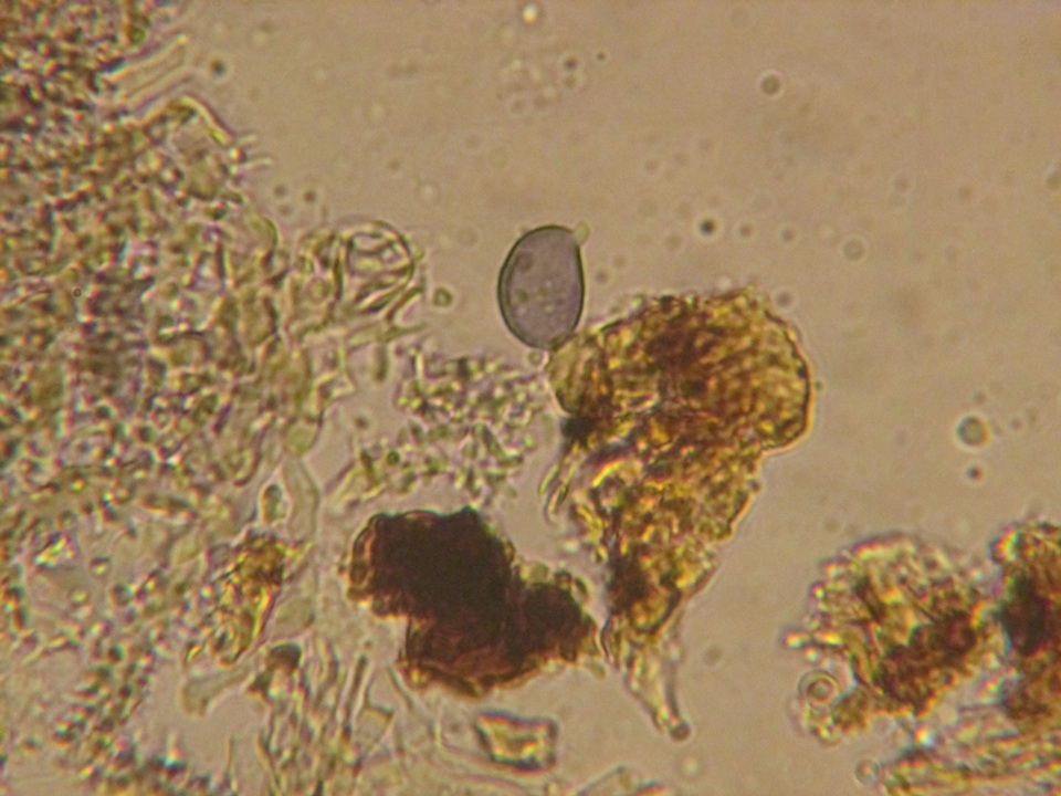 Aleurodiscus farlowii image