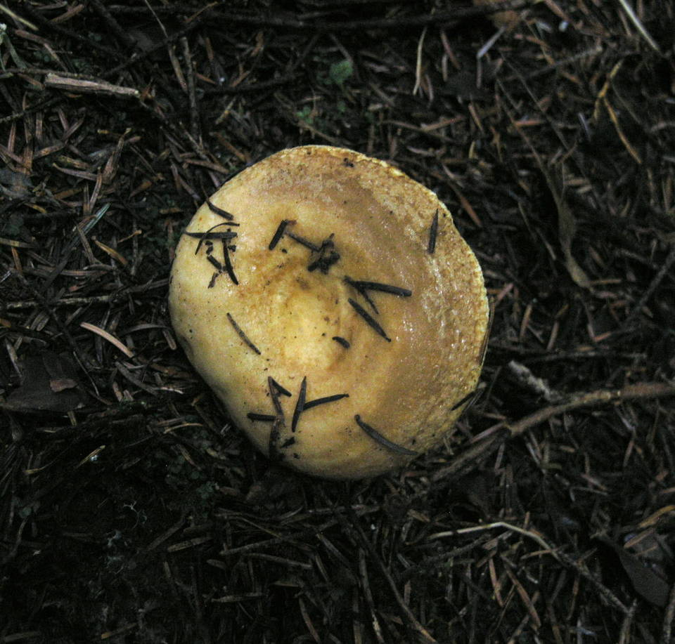 Lactarius intermedius image