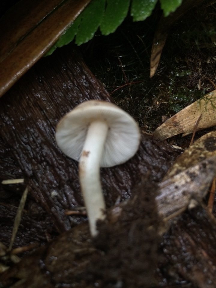 Porpoloma bambusarum image